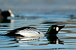 BB 05 0297 / Bucephala clangula / Kvinand <br /> Fulica atra / Sothøne